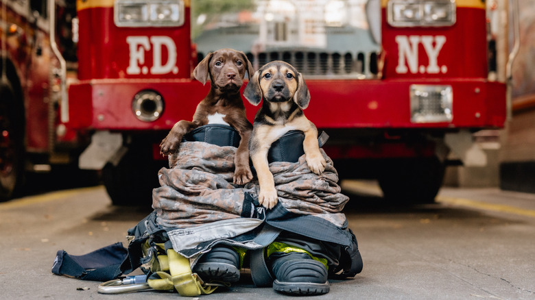 Two small puppies sitting inside a pair of boots at a fire station.