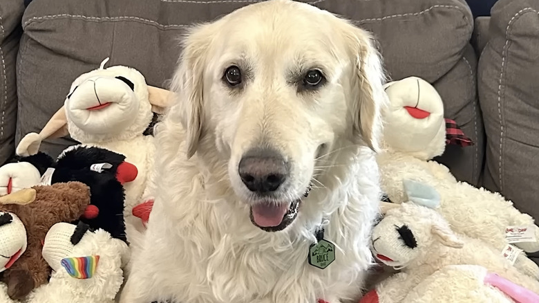 Bruce, a rescued golden retriever featured on YouTube, poses with all his stuffed lambs.
