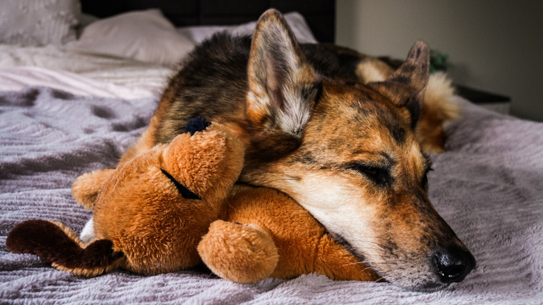 Sleeping dog with stuffed animal.