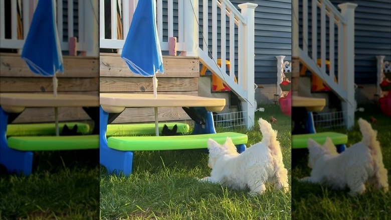 Two dogs playing around a colorful picnic table