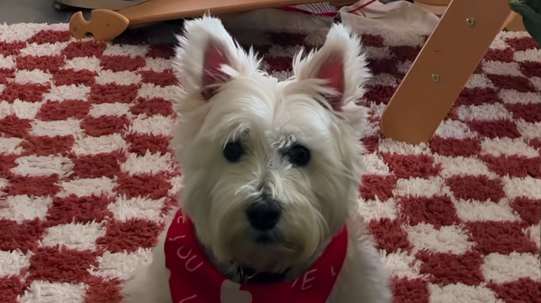 Close-up of a Westie dog