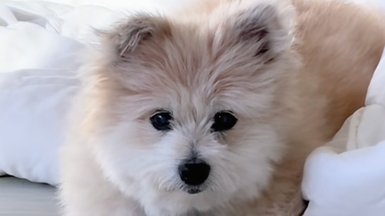 Senior Yorkie-Pomeranian mix sits on a white bed.