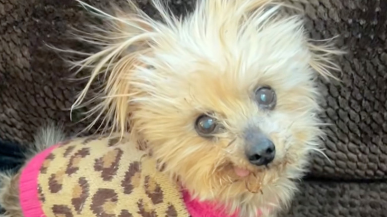 A yorkie named Daisy on TikTok has out-of-control bedhead fur.