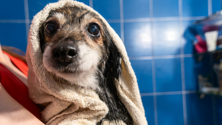A wet dog just getting out of a bath.