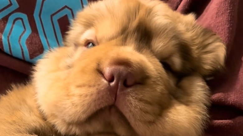 Shar-pei mix puppy lays in arms of human with eyes half-closed.