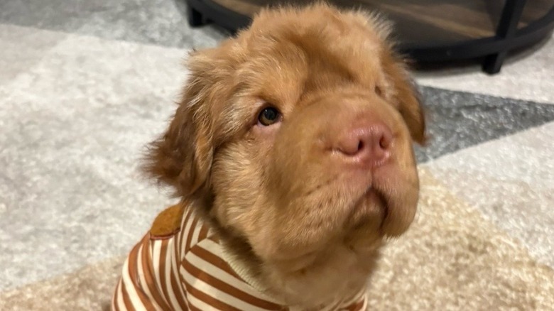 Shar-pei mix in striped tan pajamas sits on a tan carpet.