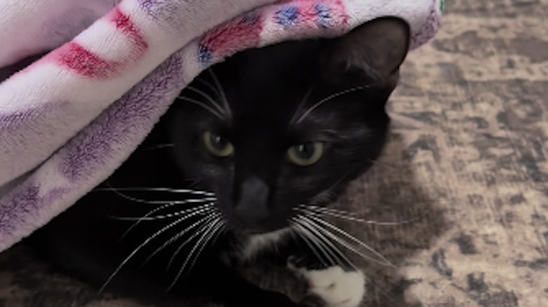 Boots the cat from TikTok like naps.
