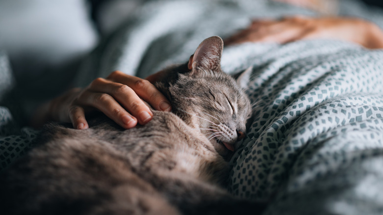A cat curled up asleep on bed beside human.