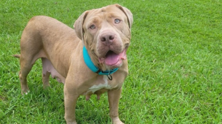 Xena the dog smiling for the camera on a green lawn