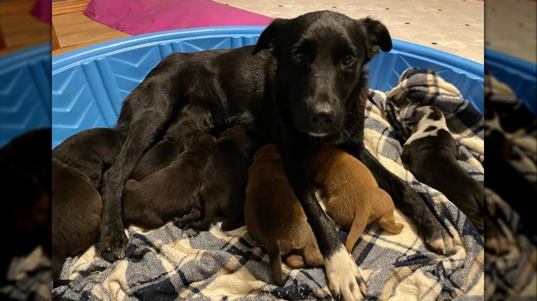 Pepper nursing her puppies from the Daily Paws article