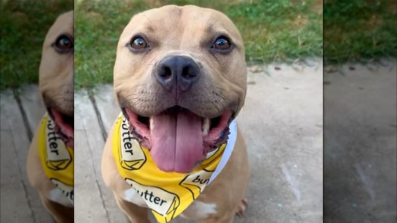 American Bully Stafford dog named Butter raises awareness