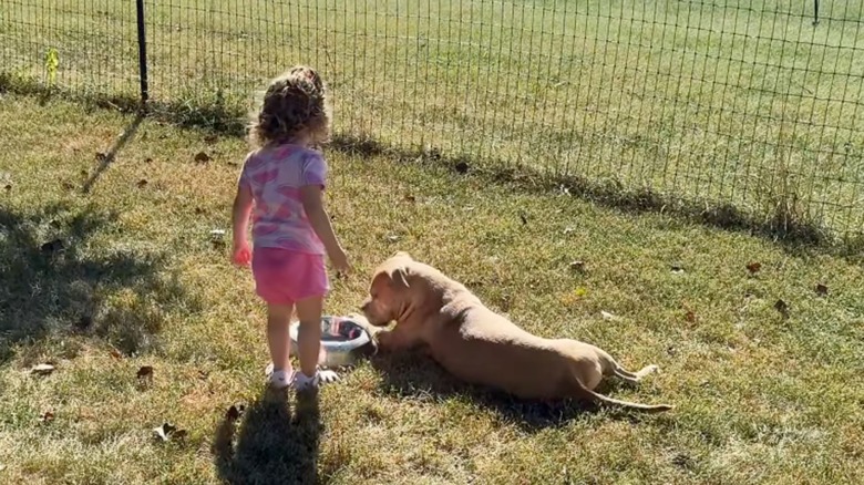 Toddler brings dog a bowl of water to stay hydrated outside