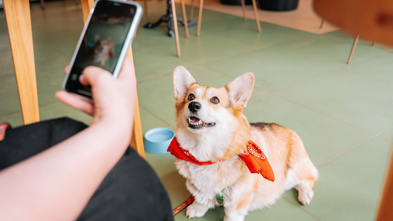 Person taking photo of their corgi with a camera