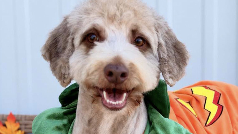 A dog named Fozzy at the Effingham County Animal Shelter & Control got a Halloween makeover on Facebook.