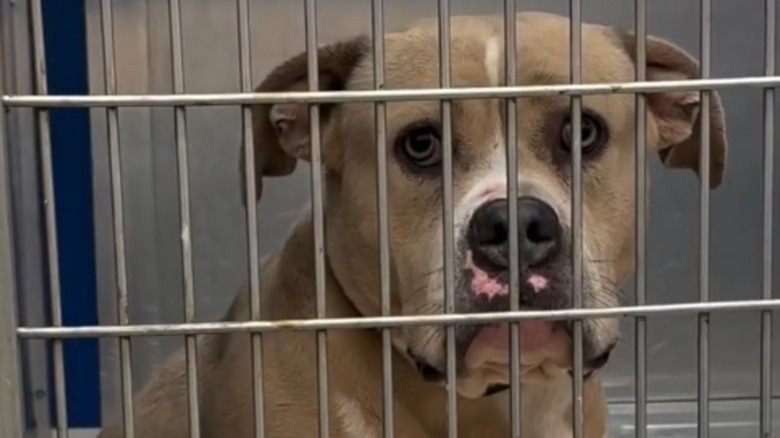 Dog with sad eyes in shelter