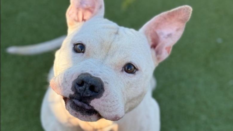 Closeup of pit bull mixed breed