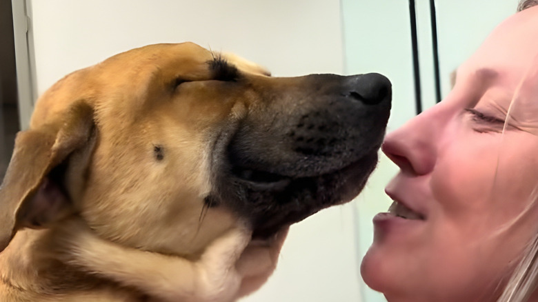 Happy dog with his eyes closed touching the nose of his new owner
