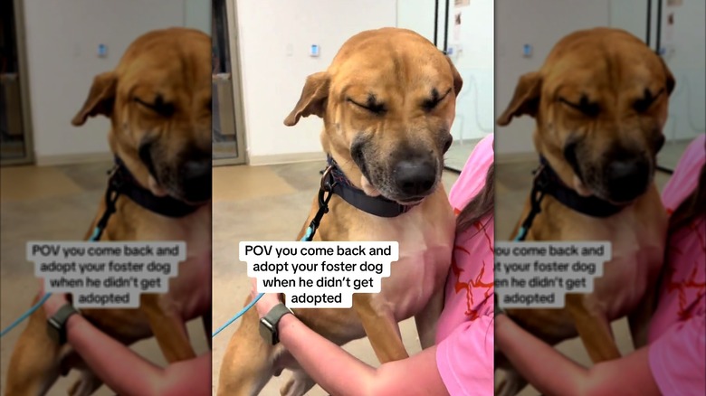 Happy dog with his eyes closed on the lap of his new owner