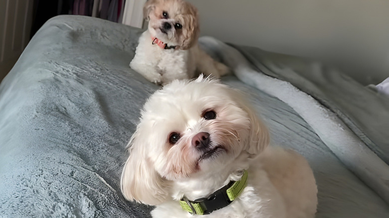 Two little white dogs tilting their heads adorably