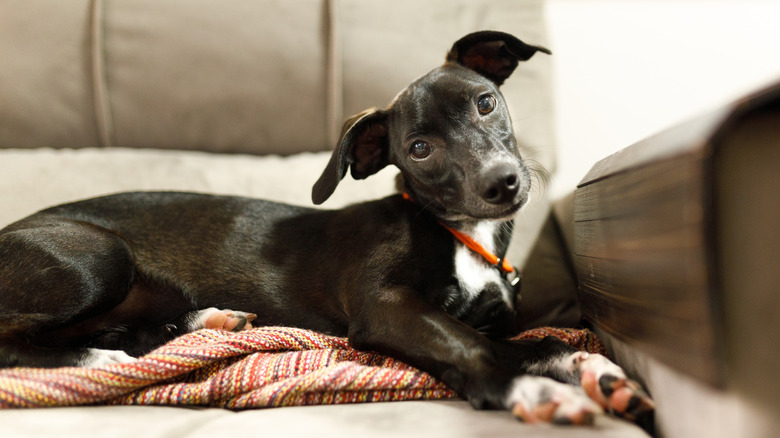 Italian greyhound tilting its head adorably on a couch.