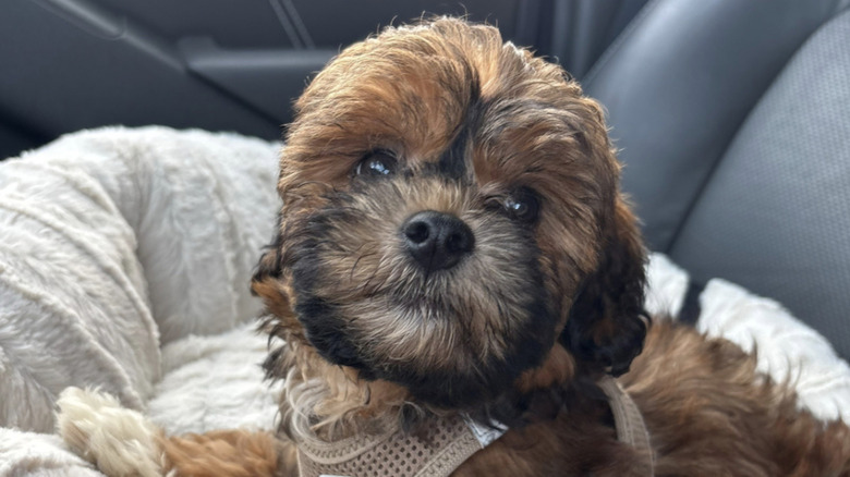 Chewie the shih-poo looks like the Wookiee Chewbacca from 
