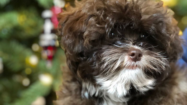 A cute shih-poo puppy.