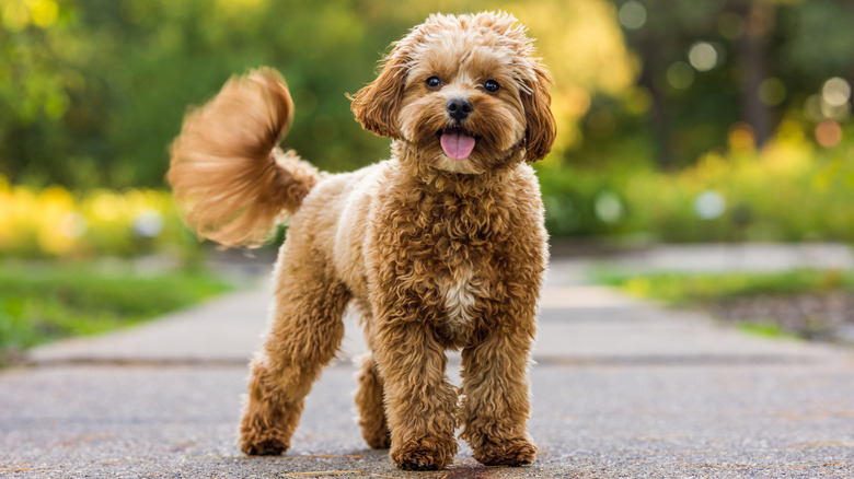 A dog outside looking happy.
