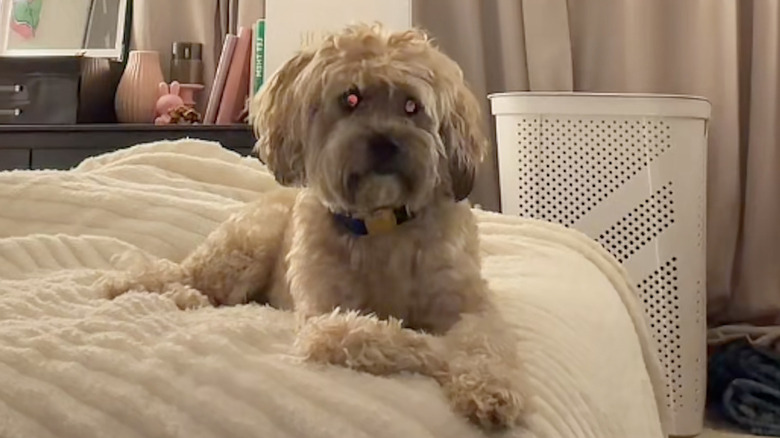 A dog named Alphie from TikTok on a bed.