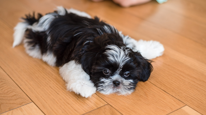 Shih tzu puppy lying on a hardwood floor
