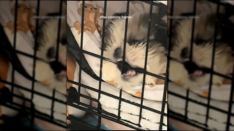 Shih tzu puppy chewing on kennel door