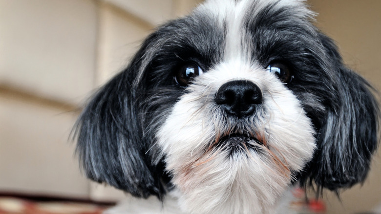 A black and white shih tzu looking at the camera.
