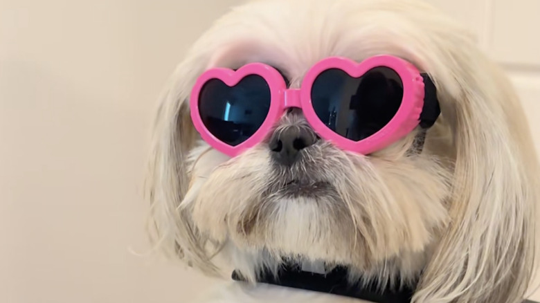 A shih tzu on TikTok wears hot pink heart-shaped sunglasses.