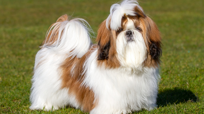 A stylish shih tzu stands regally in the grass.