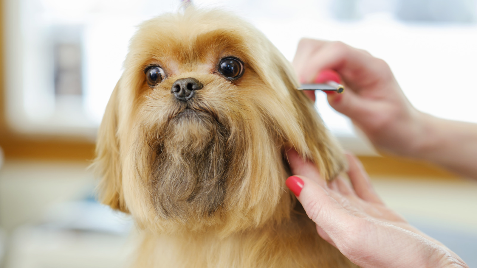 shih tzu long hair