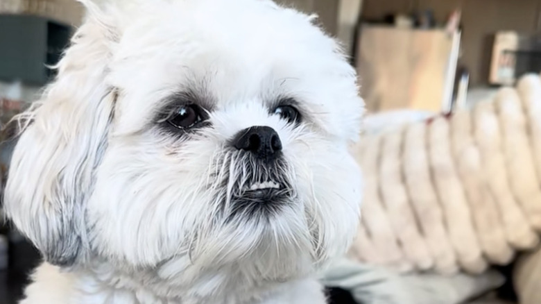 Shih Tzu Stomps Her Paw During 'Breakfast Negotiations' Like A Serious Lawyer