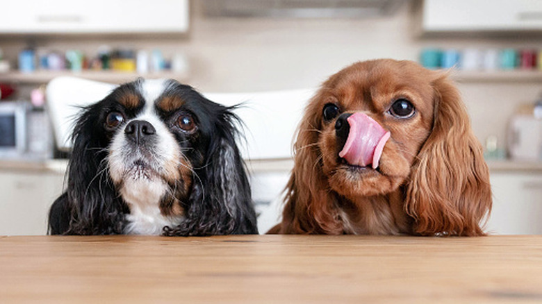 Two cute Cavalier King Charles spaniels begging for food at kitchen table.