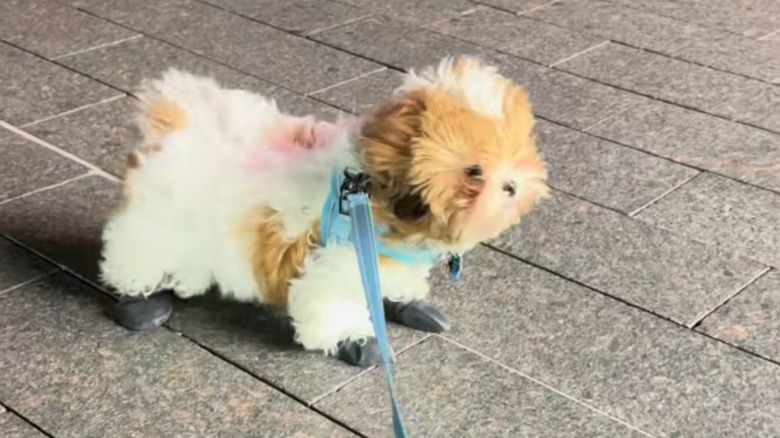 Remy the dog struggling in the wind in cute TikTok video.