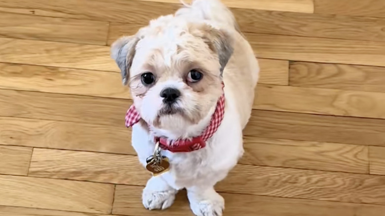 Cute TikTok star Remy the dog is ready for a walk.