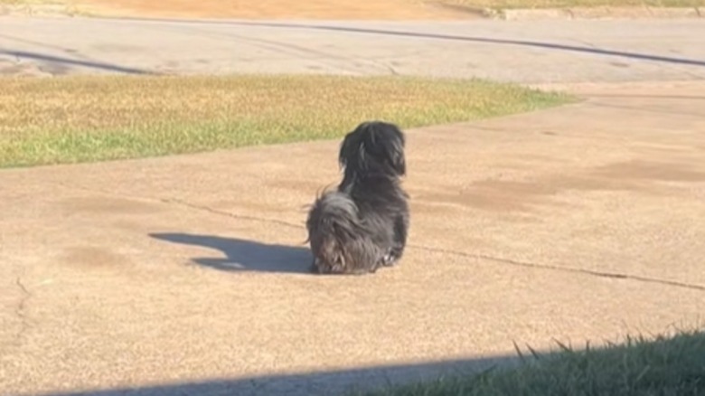 Shih Tzu sitting on driveway