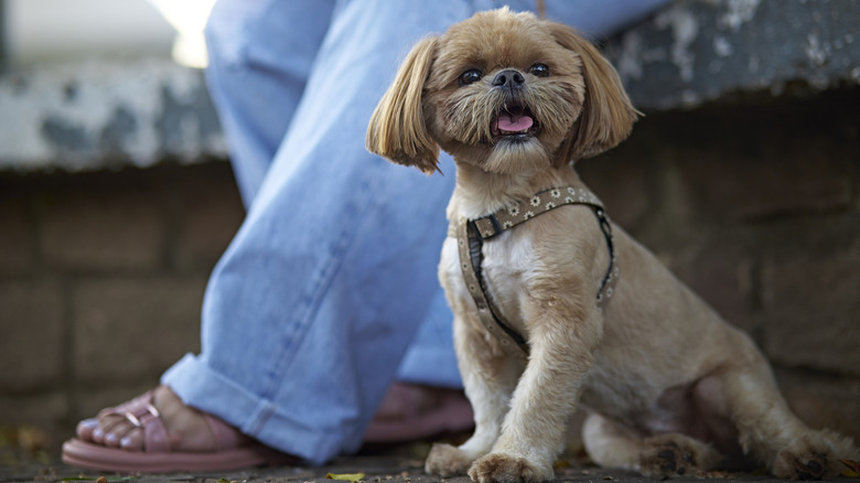 Shih Tzu in harness sitting outside next to owner
