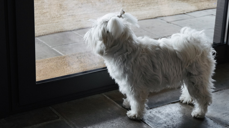 White fluffy dog standing at glass door looking outside waiting for owner to return home.
