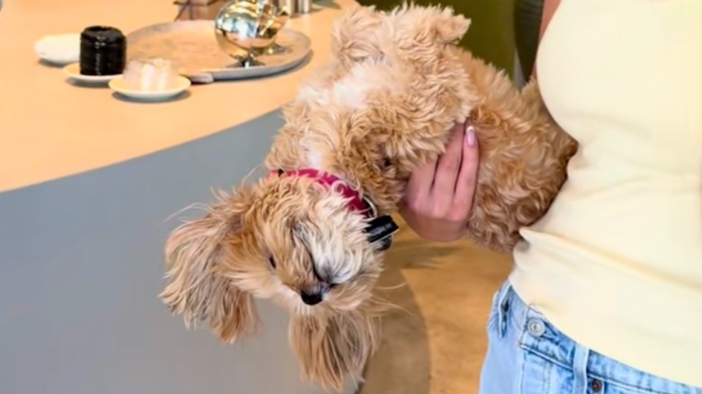 Shih Tzu-Yorkie mix flops upside down in a woman's arms.