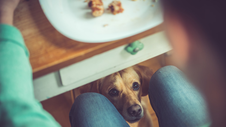 A dog staring at a person from underneath the dinner table.