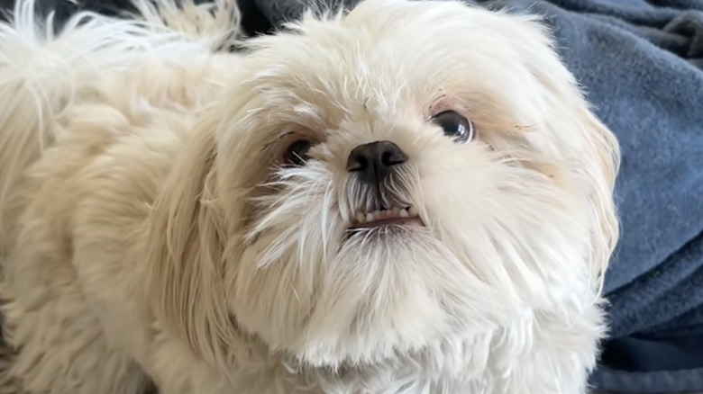 Hugh the shih tzu on TikTok likes to stare.