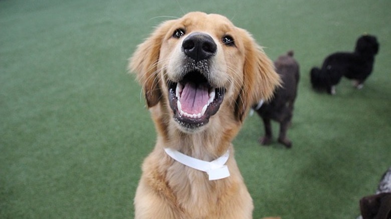 A happy dog at dogggy daycare.