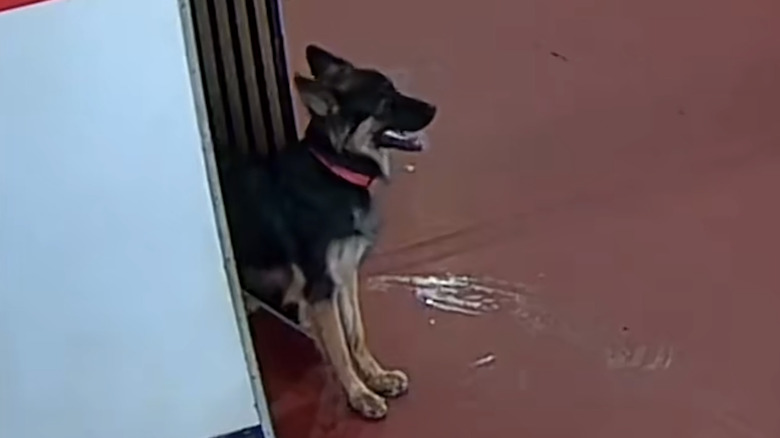 A German shepherd hiding during first day of doggy daycare on TikTok.