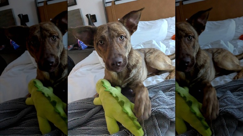 Contented Ivy with a stuffed toy on a bed