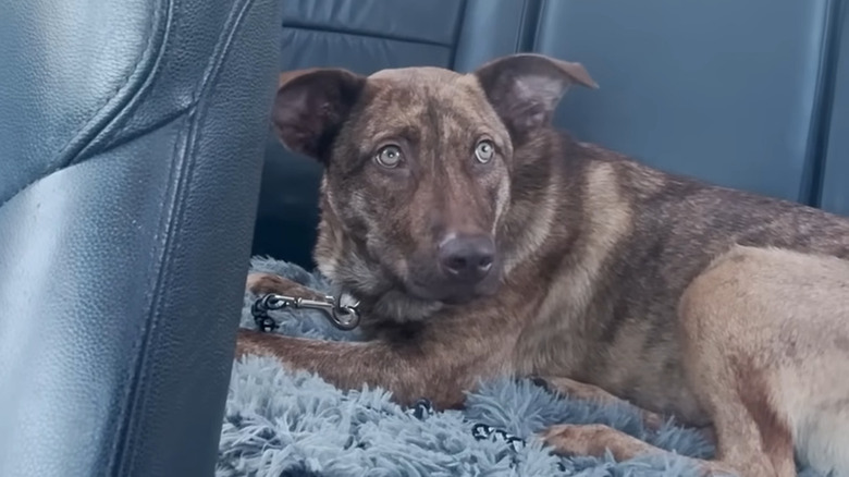 Dog in back seat of car looking wary