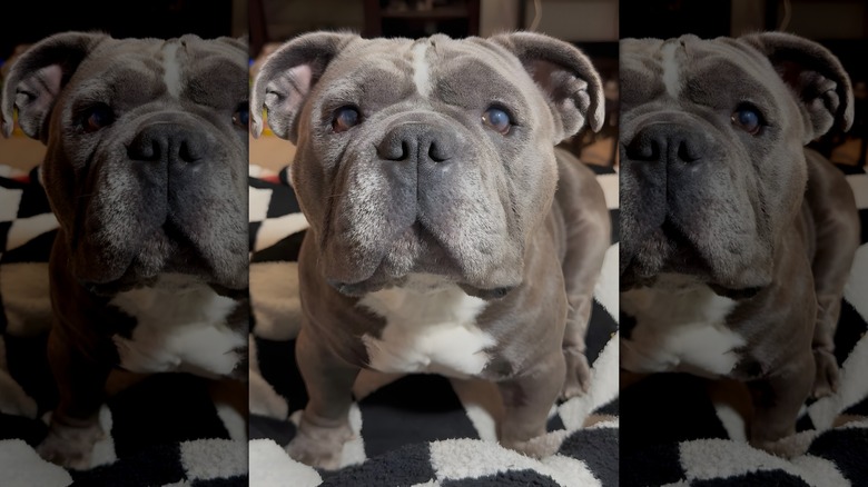 Bulldog stares intently at the camera