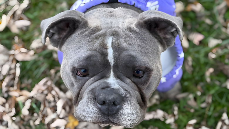 Bulldog stares sadly at the camera